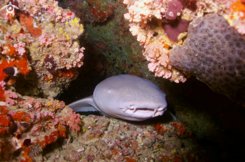 A Manta Birostris, Gymnothorax Favagineus, Nebrius Ferrugineus | Manta, Moray Eel, Nurse Shark