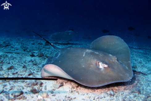 A Manta, Moray Eel, Nurse Shark