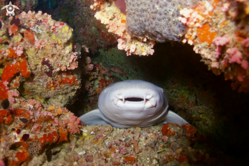 A Manta Birostris, Gymnothorax Favagineus, Nebrius Ferrugineus | Manta, Moray Eel, Nurse Shark