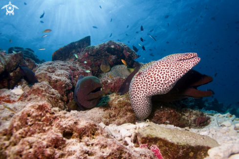 A Manta Birostris, Gymnothorax Favagineus, Nebrius Ferrugineus | Manta, Moray Eel, Nurse Shark