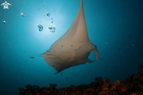 A Manta Birostris, Gymnothorax Favagineus, Nebrius Ferrugineus | Manta, Moray Eel, Nurse Shark