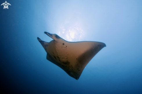 A Manta Birostris, Gymnothorax Favagineus, Nebrius Ferrugineus | Manta, Moray Eel, Nurse Shark