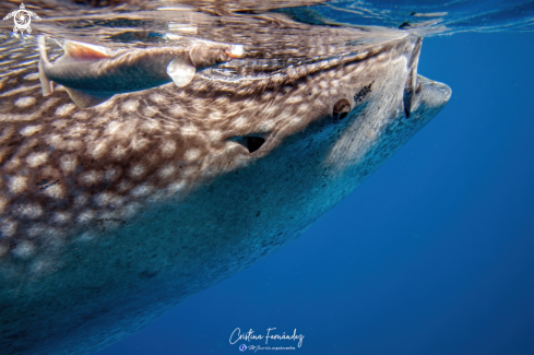 A Whale shark