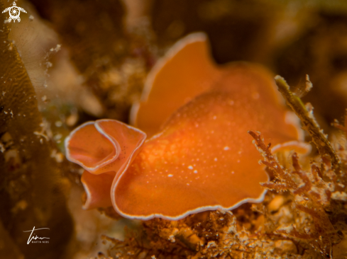 A Yungia aurantiaca