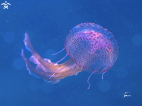 A Pelagia noctiluca | Mauve stinger