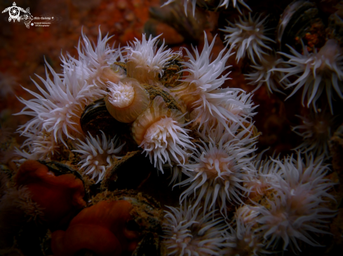 A Anemones 