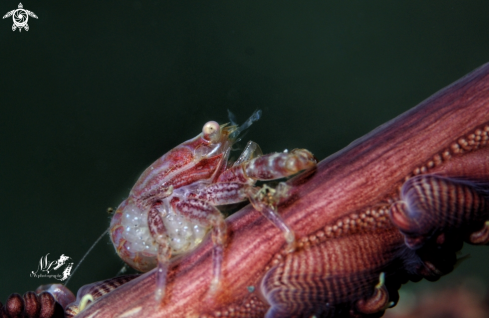 A Fourlobed Porcelain Crabs 