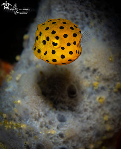 A Yellow Boxfish Juvenile 