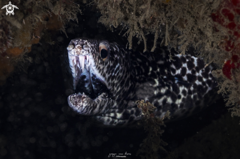 A Spotted moray