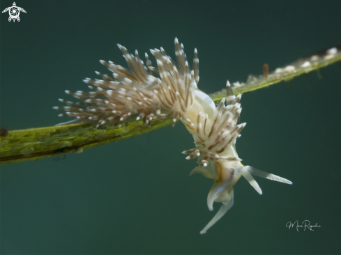 A Dondice occidentalis | Fringeback Dondice