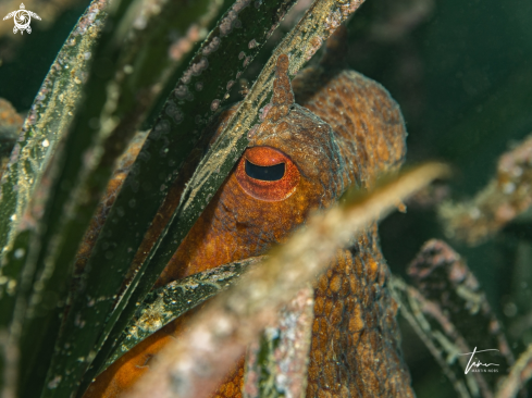 A Octopus vulgaris | Octopus