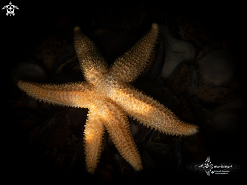 A 6 Armed Starfish