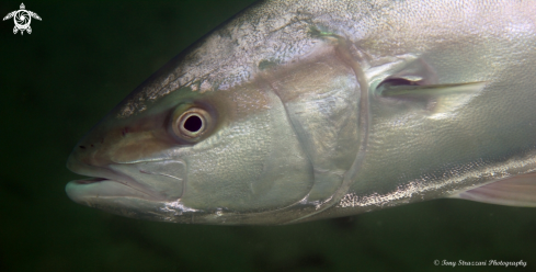 A Seriola lalandi | Yellowtail Kingfish