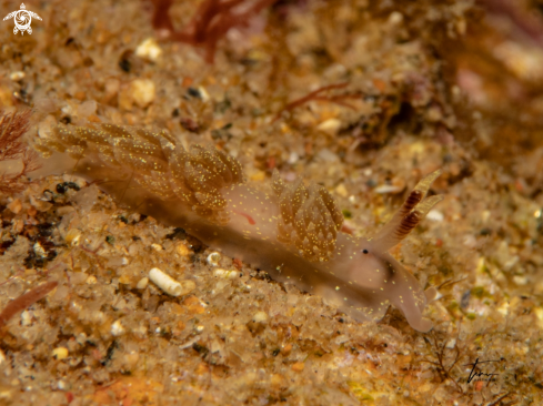 A Facelina annulicornis