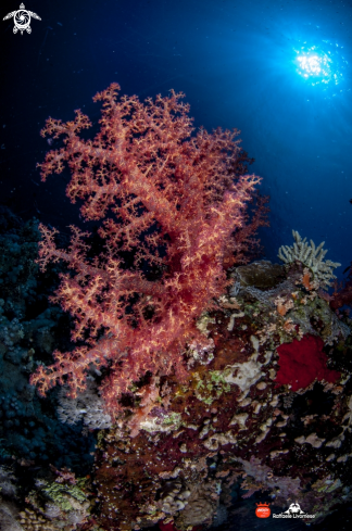 A Soft coral