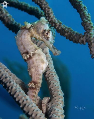 A Longsnout  Seahorse