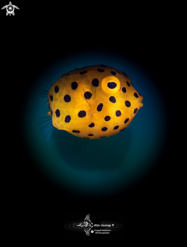 A Ostracion cubicus (Linnaeus, 1758)  | Yellow Boxfish Juvenil