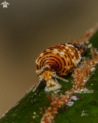 A Sea snail