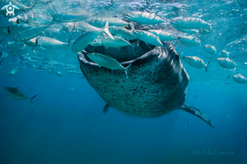 A Whale shark