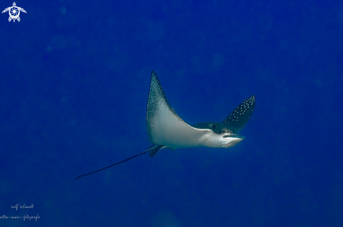 A eagleray