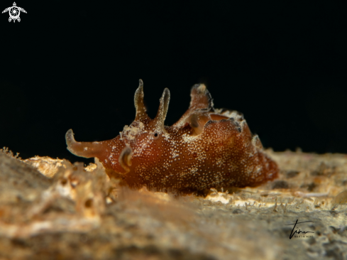 A Dwarf Sea hare