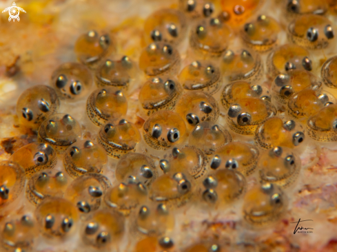 A Lepadogaster sp. | Clingfish eggs