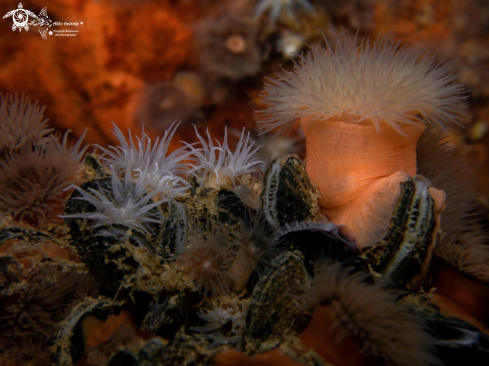 A Anemones