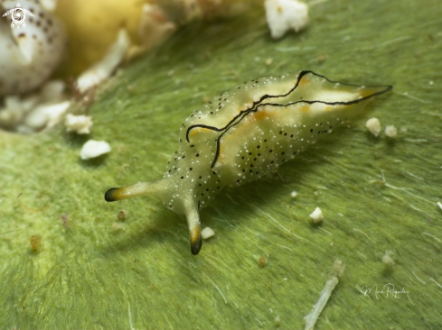 A Elysia ornata | Juvenile Ornate Elysia