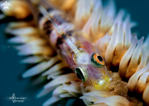 A Bryaninops yongei (Davis & Cohen, 1969) | Whip Coral Goby