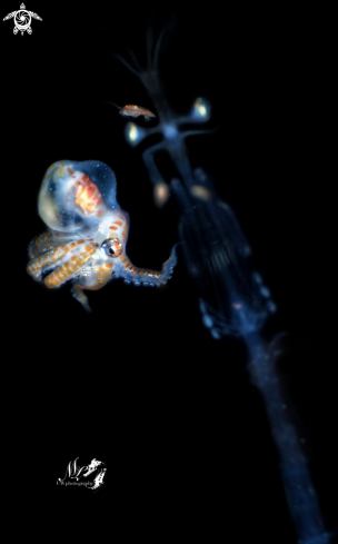 A Larval octopus and Mantis Shrimp Larvae 