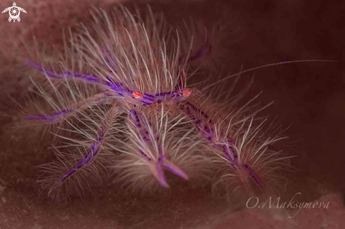 A Pink hairy squat lobster (Lauriea siagiani)
