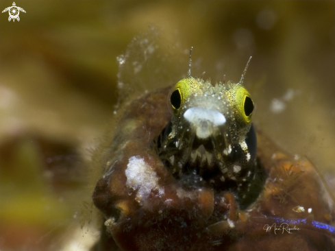 A Spinyhead Blenny