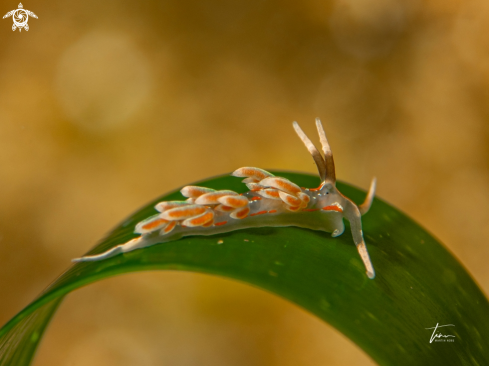 A Facelina rubrovittata