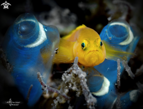 A Lubricogobius exiguus (Tanaka, 1915) | Yellow Pygmy Goby