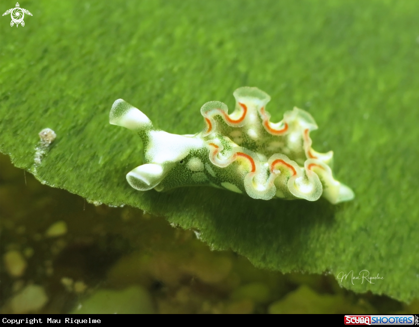 A Juvenile Lettuce Sea Slug