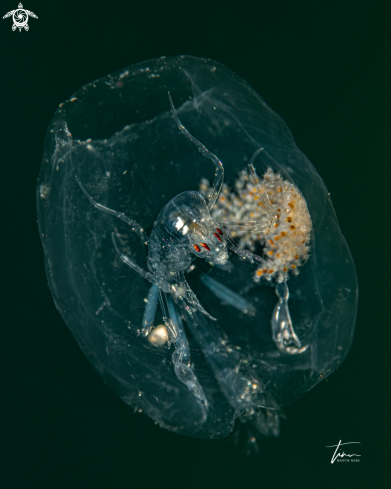A Amphipod crustacea