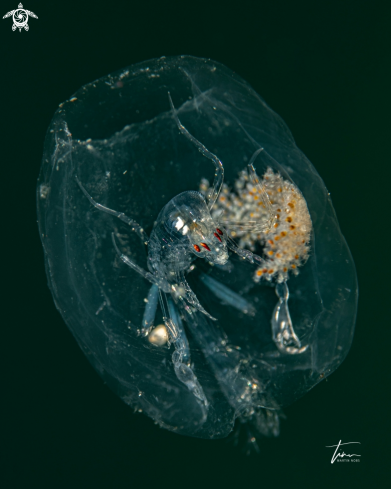 A Phronima sedentaria | Amphipod crustacea