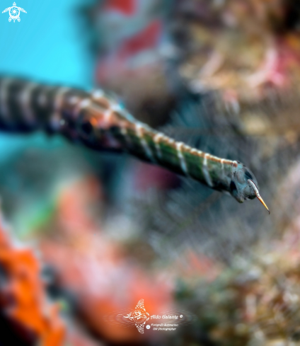 A Aulostomus chinensis (Linnaeus, 1766)  | Trumpetfish