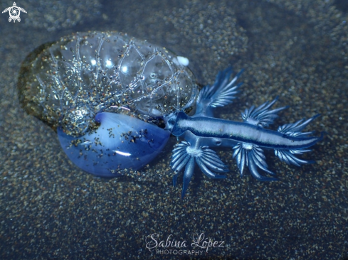 A Glaucus atlanticus | Nudibranch 