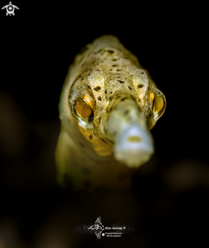 A Longsnout stick pipefish 