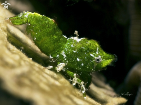 A Trachycaris rugosa | Roughback Shrimp