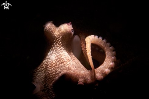 A Amphioctopus marginatus | OCTOPUS