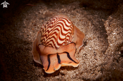 A Tanea undulata | SNAIL