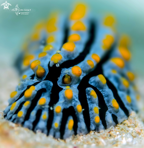 A Phyllidia coelestis (Bergh, 1905) | Nudibranch