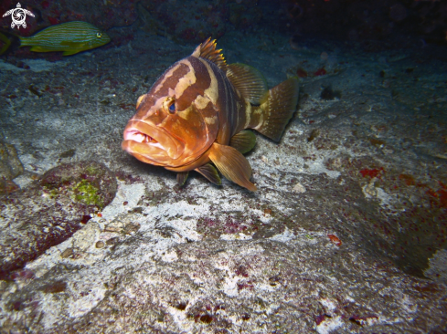 A underwater creature