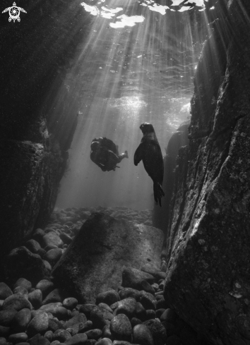 A California Sea Lion