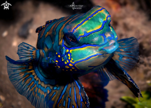 A Synchiropus splendidus (Herre, 1927)  | Mandarin Fish