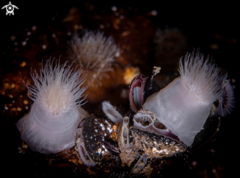 A Anemones