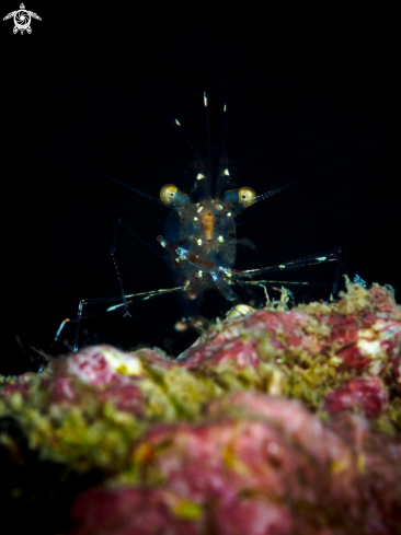 A Glass Cleaner Shrimp