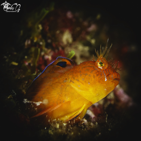 A parablennius pilicornis | Blenny